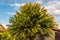 Close up of a Pygmy date palm.