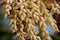 Close up pygmy date palm flowers blooming in front garden Florida landscape