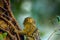 Close Up Pygmy Marmoset Monkey In A Tree