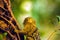 Close Up Pygmy Marmoset Monkey In A Tree