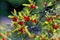 Close up Pyracantha bush berries of sunny day. Shallow depth of field