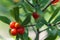 Close up Pyracantha bush berries of sunny day. Shallow depth of field