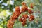 Close-up on Pyracantha Coccinea, the Scarlet Firethorn is the European species of firethorn or red firethorn.