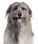 Close-up of Pyrenean Shepherd dog