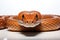 close up of a python Corn snake on isolated white background