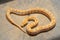 Close up of Python molurus curled up on wood slice.