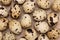 Close-up of quail eggs on burlap. A group of spotted eggs, ingredient for cooking. Healthy food concept. Brown texture, rustic