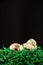 Close-up of quail eggs on green grass nest, black background, vertical