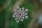 Close-up of Queen Anne`s Lace or wild carrot wildflower bloom Daucus carota in summer meadow. Top view with selective focus