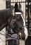 Close-up of Queen's Royal Guard Horse