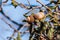 Close up of Quercus durata (California scrub oak, leather oak) acorns, south San Francisco bay, San Jose, California; this species