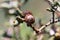 Close up of Quercus durata (California scrub oak, leather oak) acorns, south San Francisco bay, San Jose, California; this species