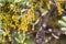 Close up of Quercus durata California scrub oak, leather oak flowers, San Francisco bay, California