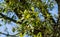 Close-up Quercus ilex, the evergreen oak, holly or holm oak in city park Krasnodar. Public landscape `Galitsky park`