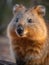 Close-up of a quokka. Macro nature photography