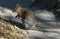 Close-up of a Quokka (Setonix brachyurus)