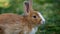 Close up rabbit cute eating fresh grass in the backyard, easter bunny for easter