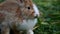 Close up rabbit cute eating fresh grass in the backyard, easter bunny for easter