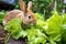 close-up of a rabbit munching on lettuce in a garden