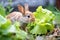 close-up of a rabbit munching on lettuce in a garden