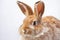 close-up of rabbit with a patchy, mottled coat