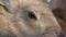Close-up of a rabbit\'s face. Glow and twinkle.