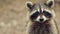 A close up of a raccoon looking at the camera with its eyes open, AI