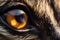 Close up of racoon animal eye