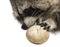 Close-up of a Racoon, Procyon Iotor, eating an egg, isolated