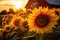 close-up of radiant sunflowers in a farm