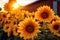 close-up of radiant sunflowers in a farm