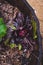 Close-up of radicchio lettuce plant in barrel outdoor in sunny vegetable garden