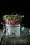 Close-up of radish microgreens - green leaves and purple stems. Sprouting Microgreens. Seed Germination at home. Vegan and healthy