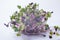 Close-up of radish microgreens - green leaves and purple stems. Sprouting Microgreens. Seed Germination at home. Vegan and healthy