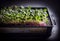 Close-up of radish microgreens growing in tray, AI Generated