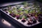 Close-up of radish microgreens growing in tray, AI Generated