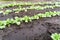 Close-up radishes grow in the garden in rows