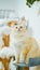 Close-up of ragdoll cat Portrait