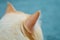 Close-up of ragdoll cat`s head, Beautiful ears
