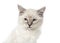 Close-up of a Ragdoll kitten, 3 months old, isolated