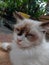 Close-up of a Ragdoll is one of the largest cat breeds in the world, sitting on the floor, sleepy