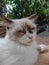 Close-up of a Ragdoll is one of the largest cat breeds in the world, sitting on the floor, sleepy, blue eyes