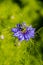 Close up of ragged lady flowers Latin: Nigella Damascena, family of Ranunculaceae