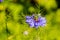 Close up of ragged lady flowers Latin: Nigella Damascena, family of Ranunculaceae