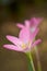 close-up of rain lilies or zephyr lilies