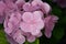 Close-up of a rain-soaked hortensia