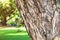 Close-up of Rain tree bark Samanea saman with sunlight and lawn. Selective focus on foreground. Nature background.