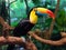 Close-up of a rainbow-billed toucan