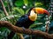 Close-up of a rainbow-billed toucan