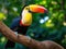 Close-up of a rainbow-billed toucan